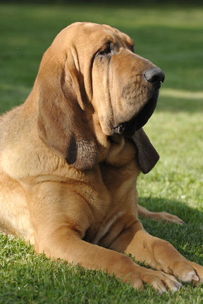 Vivid
